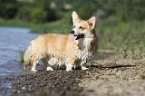 CORGI PEMBROKE 771